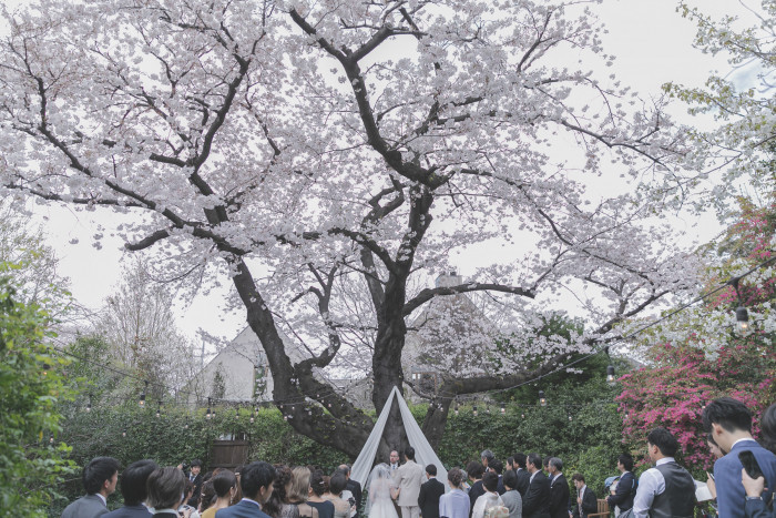 この季節ならではの桜満開の挙式は圧巻!