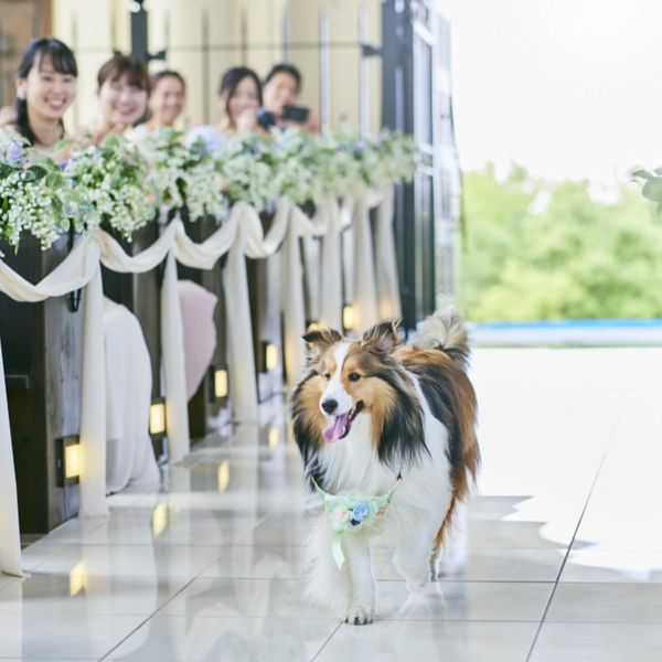 愛犬との思い出も