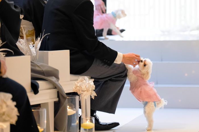 大切な家族はみんなで結婚式を祝いたいもの。ペット参加型ウェディングも可能