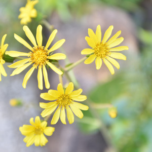 つわぶきの花|二葉 FUTABAの写真(23567240)