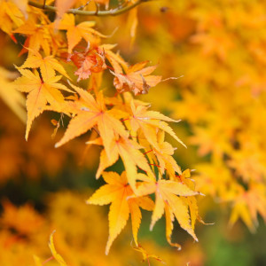 ～色鮮やかな紅葉・四季「秋」～|太宰府迎賓館の写真(959295)