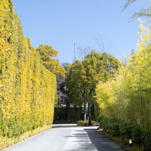 爽やかな木々たちがおふたりとゲストをあたたかくお迎えします。|有栖川清水の写真(47952290)