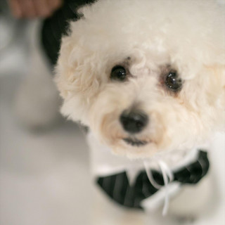 【愛する家族と一緒】大切なペットとの挙式をお考えの方へ