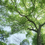 そびえ立つ楠は樹齢100年を超えるナンザンハウスのシンボルツリー。何年経っても帰って来られる変わらない景色がここにあり続ける