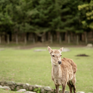 敷地内には奈良公園の鹿が遊びに来ます|奈良ホテルの写真(41855213)