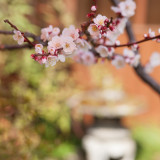 季節のおもてなしに庭の草花は欠かせない存在。