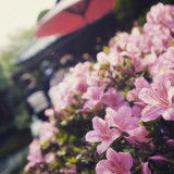 料亭玉家 (TAMAYA WEDDING)