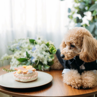 【ペット婚特典】集まれペット婚！ペットに嬉しいペット限定特典！