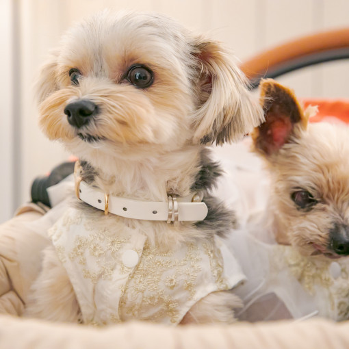 GRAN SUITE（グラン スイート）/FIVESTAR WEDDING