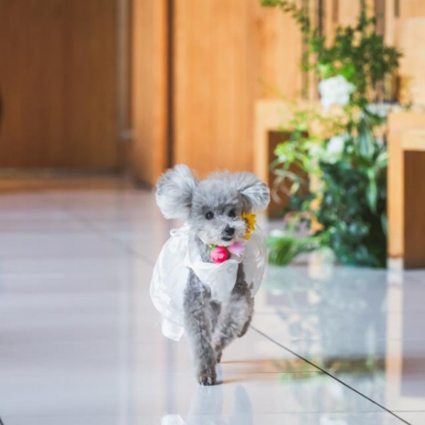 リングドックも