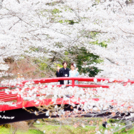 満開の桜の中での前撮り撮影♪ こんなに綺麗な桜の元撮影できるのはグランシアだけ✨  ♡グランシア須賀川♡