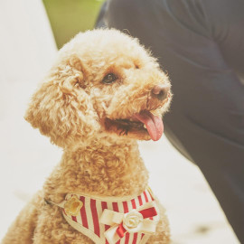 エリア稀少の【ペット婚】1組限定の貸切邸宅*初見学はギフト付