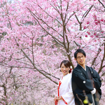 東山動植物園が誇る桜の回廊