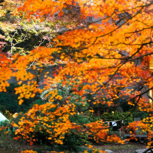 庭園の季節折々の景色が、おふたりを引き立てます|東京マリオットホテルの写真(1484258)