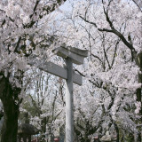 満開の桜も楽しめます