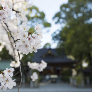 桜の季節は一番人気