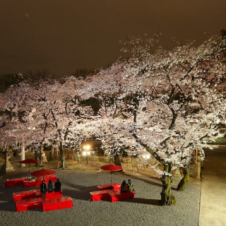 春は満開の桜を楽しめます