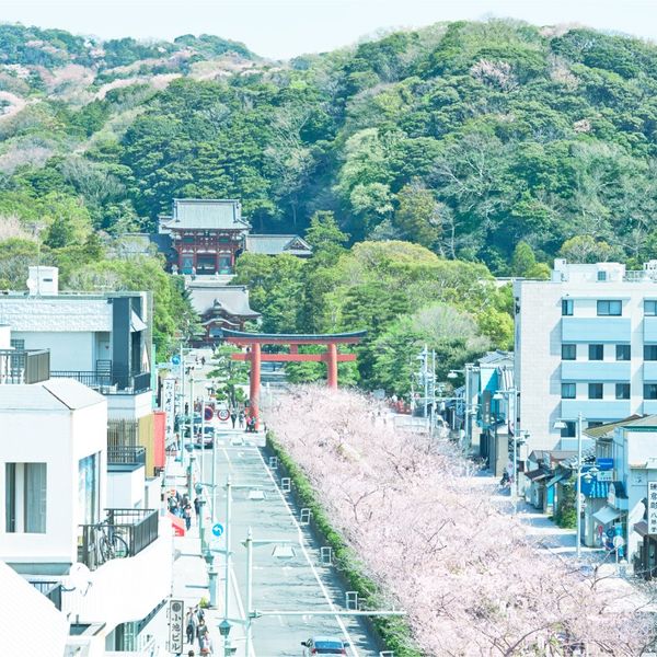 鶴ヶ岡八幡宮まで続く若宮大路。街ゆく人々からの祝福の声がおふたりの幸せに花を添え、まるで鎌倉の街すべてに迎えられているような、贅沢な気分を味わっていただけます。|KOTOWA 鎌倉 鶴ヶ岡会館（コトワ 鎌倉 鶴ヶ岡会館）の写真(565605)