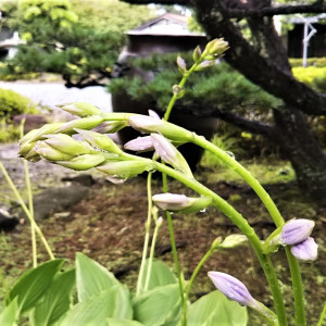 草姿が美しい擬宝珠はじめ、花をつけて楽しませてくれる植物。|藤右ェ門の写真(23091201)