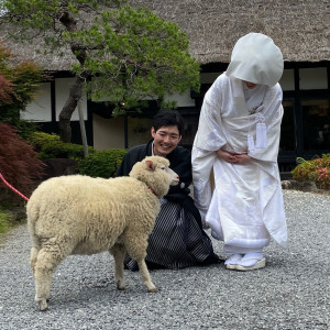 羊と触れ合い写真を撮りたいというご希望を叶えました❤|藤右ェ門の写真(23552296)