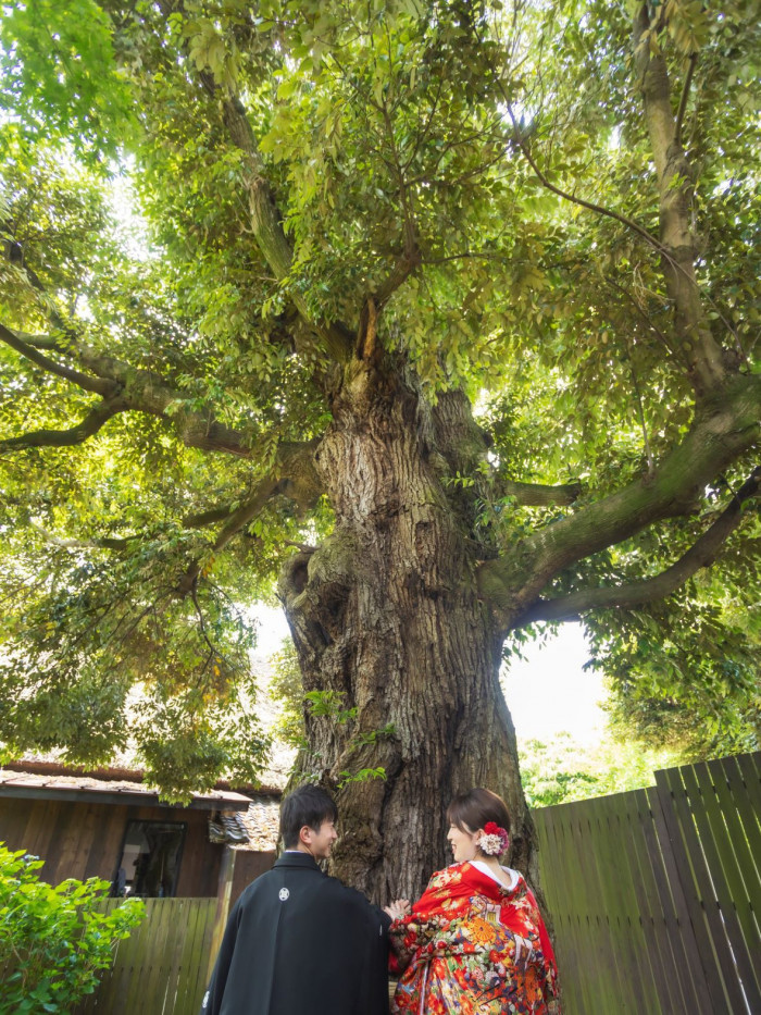 中庭にそびえ立つ樹齢400年の椎の木。