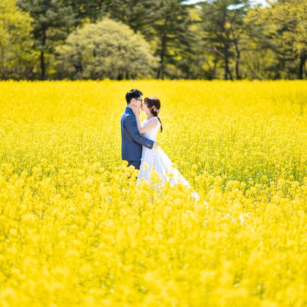 茨城は花の宝庫!!菜の花!