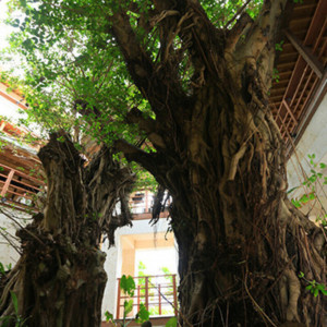 中庭のガジュマルの木|ホテル百名伽藍の写真(35400196)