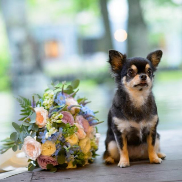 大切なわんちゃんも一緒に結婚式を♪リングドッグの演出や記念写真も可能☆