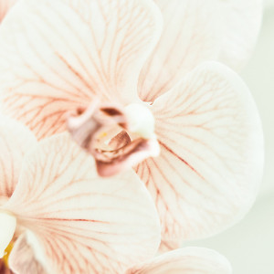 コーディネートはフローリストとオーダーメイドで打合せ|ル・センティフォーリア大阪(クラウディアホールディングスグループ)の写真(55198689)