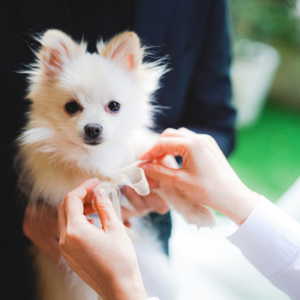 渋谷区のペットと一緒の結婚式ができる結婚式場 口コミ人気の8選 ウエディングパーク