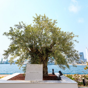ご来館のゲストを見守るオリーブは樹齢300年。スペインから持ち込まれた新港第一突堤のパワースポット|ラ・スイート神戸オーシャンズガーデンの写真(32944324)