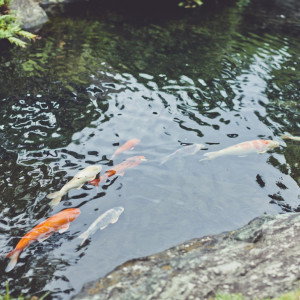 四季折々の魅力を奏でる庭園|渭水苑／祥雲閣（いすいえん／しょううんかく）の写真(1271407)