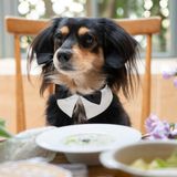 【ペットと一緒に結婚式】嬉しい5大特典★ワンちゃん用フルコースをプレゼント