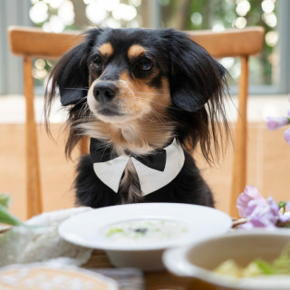 【ペット婚相談会】貸切邸宅でペットと叶える結婚式＊無料試食付き相談会