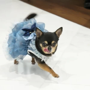 わんちゃんのご参加OK！リングドッグ無料。|Casa Noble OSEIRYU（カーザノーブレオセイリュウ）の写真(37189998)