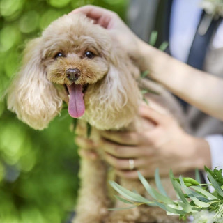 《ペットと叶える結婚式》館内どこでも一緒貸切W♪×試食×ギフト1万円付