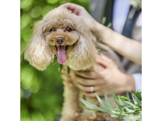 様々なペット参加演出をご提案！