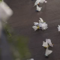 二葉楼