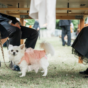 ガーデンの特権、ペットも列席可能です◎|FOLK FOLK Wedding（フォークフォークウエディング）の写真(29080903)