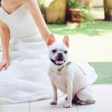 ペットとの来館も歓迎♪結婚式当日も一緒に参加いただけます(無料)