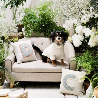 ワンちゃんソファーやデコレーションで記念の一枚を♪