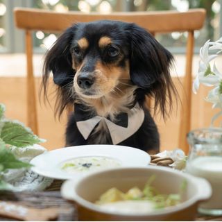 ［ペット婚相談会］貸切邸宅でペットと叶える結婚式＊無料試食付き相談会