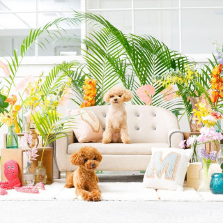 〈ペットと一緒に〉ワンちゃん料理特典付♪黒毛和牛コース×桜島ビュー満喫