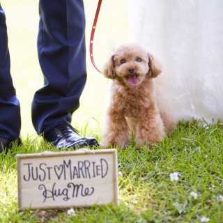 わんちゃんと一緒の結婚式 “愛犬連れていける” 相談会