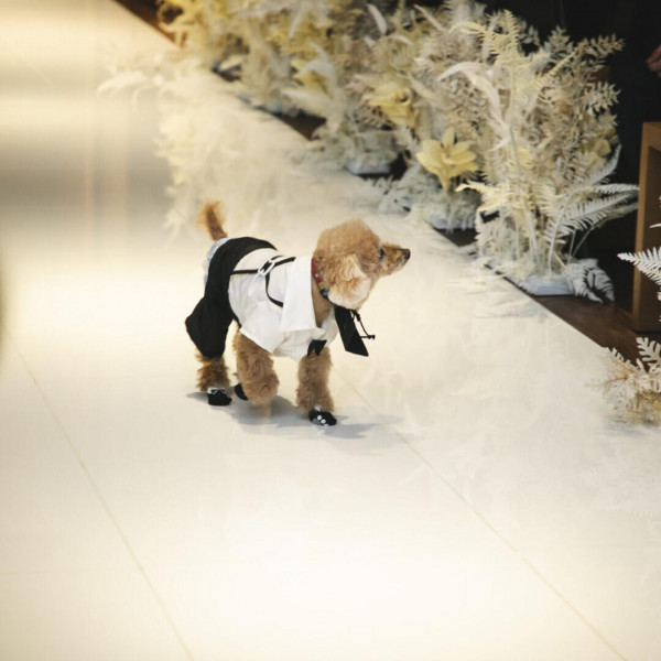 チャペルでリングドック
ペットシッターが対応