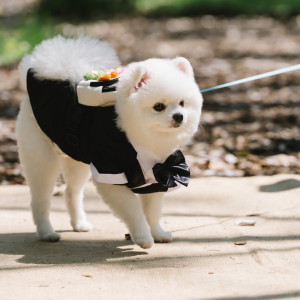 愛犬もリングドックとして、洋服を着ておめかしして参加|ル・ピオニエ（オズブライダル）の写真(45236303)