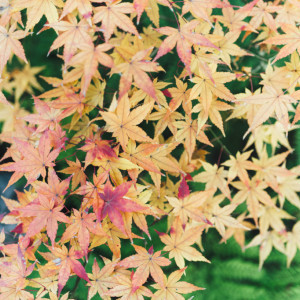 秋には、紅葉も皆様をお迎えします|IWAI OMOTESANDO(イワイ オモテサンドウ)の写真(17774443)