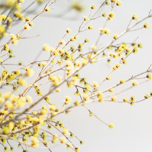 平日だけのおすすめプラン