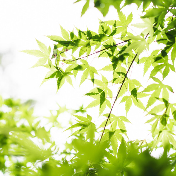 都会とは思えない自然あふれる空間