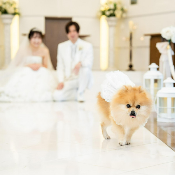 愛犬もともに祝うアニマルウェディングもご提案しています